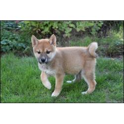 Shiba inu pups