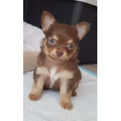 Lief klein choco tan chihuahua reutje