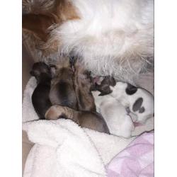 Chihuahua mix pups mogen direct mee