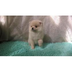 Dwarf Spitz girl