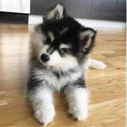 Pomsky Pup gezocht!