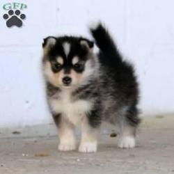 Pomsky Pup gezocht!