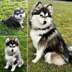 Pomsky Pup gezocht!