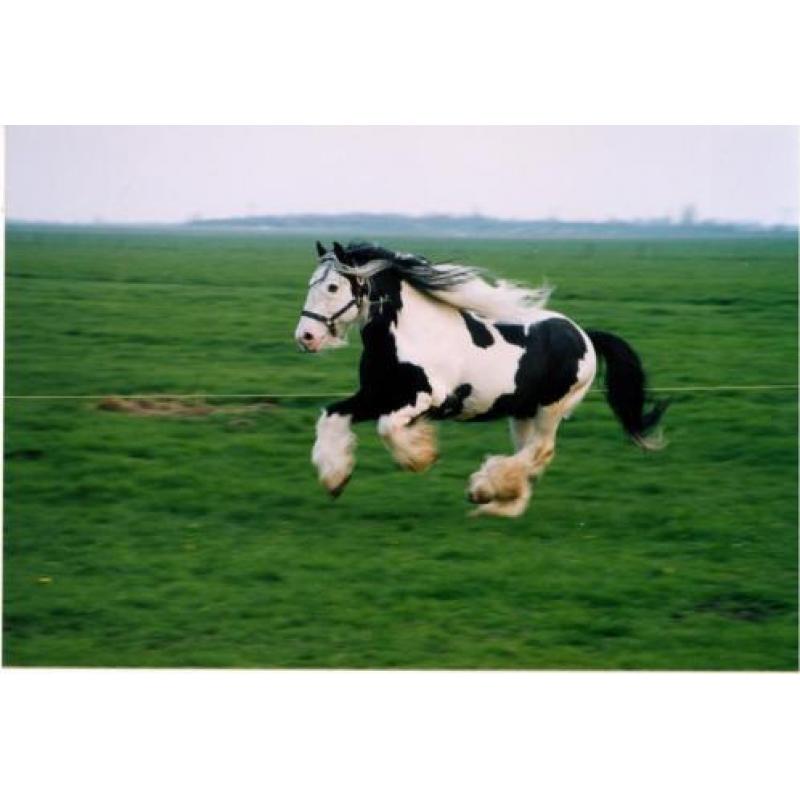 Op zoek naar een betrouwbare tinker / irish cob?