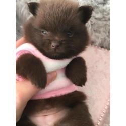 Uniek choco pomeranian pomeriaan teefje reutje dwergkees