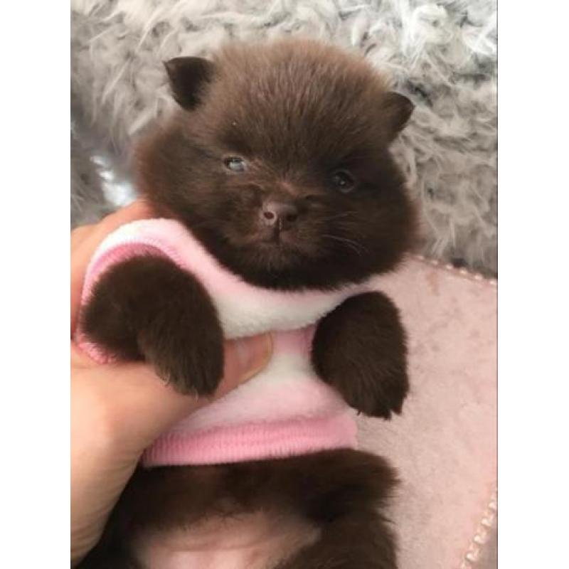 Uniek choco pomeranian pomeriaan teefje reutje dwergkees