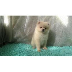 Dwarf Spitz girl