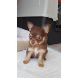 Lief klein choco tan chihuahua reutje