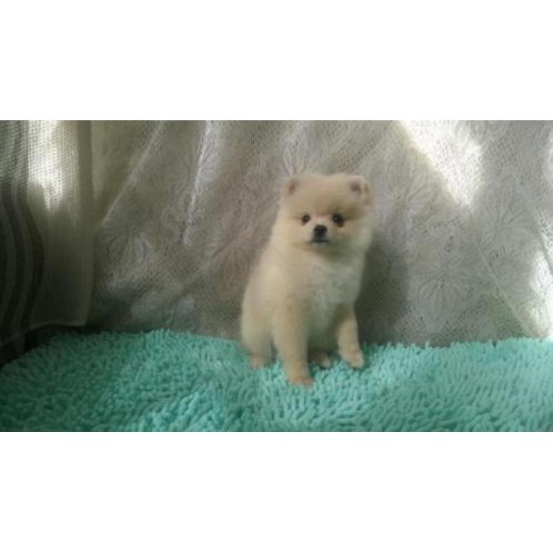 Dwarf Spitz girl