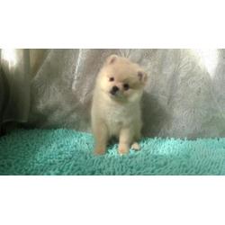 Dwarf Spitz girl