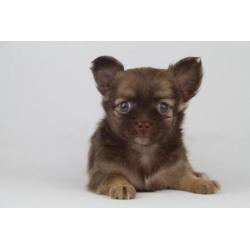 Langharige%20Chihuahua%20puppies%20-%20100%20%%20Belgisch