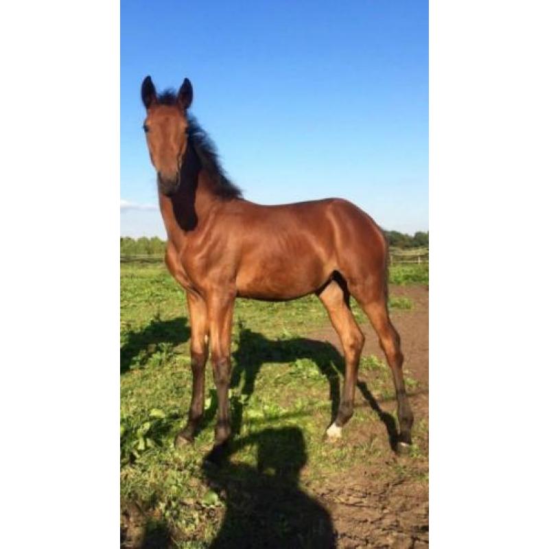 Merrie te koop, Wynton x Osmium