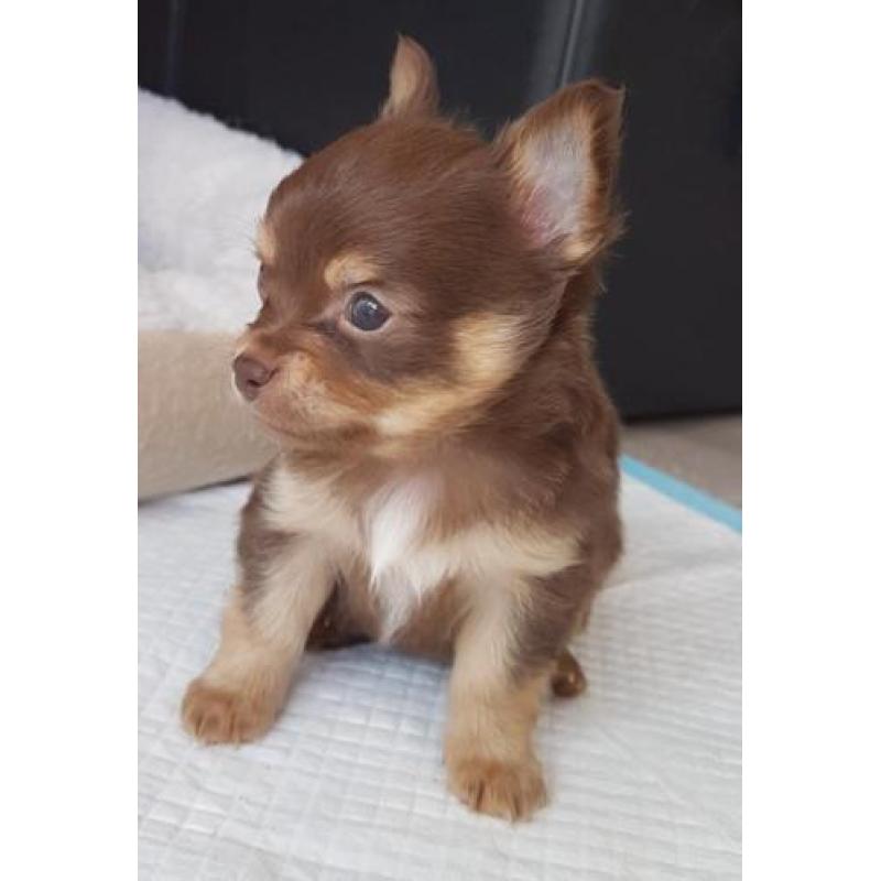 Lief klein choco tan chihuahua reutje